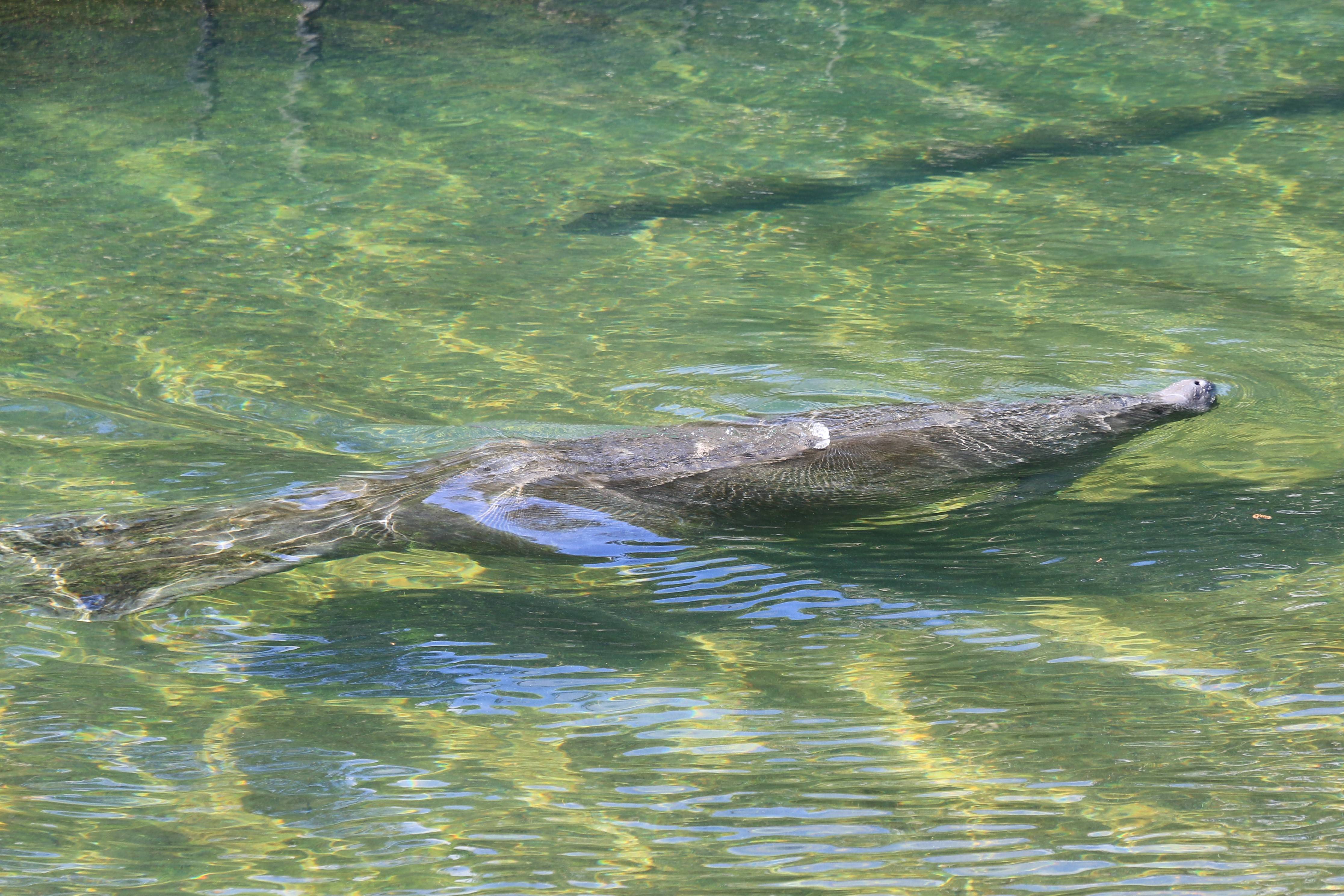 Swimming manatee
